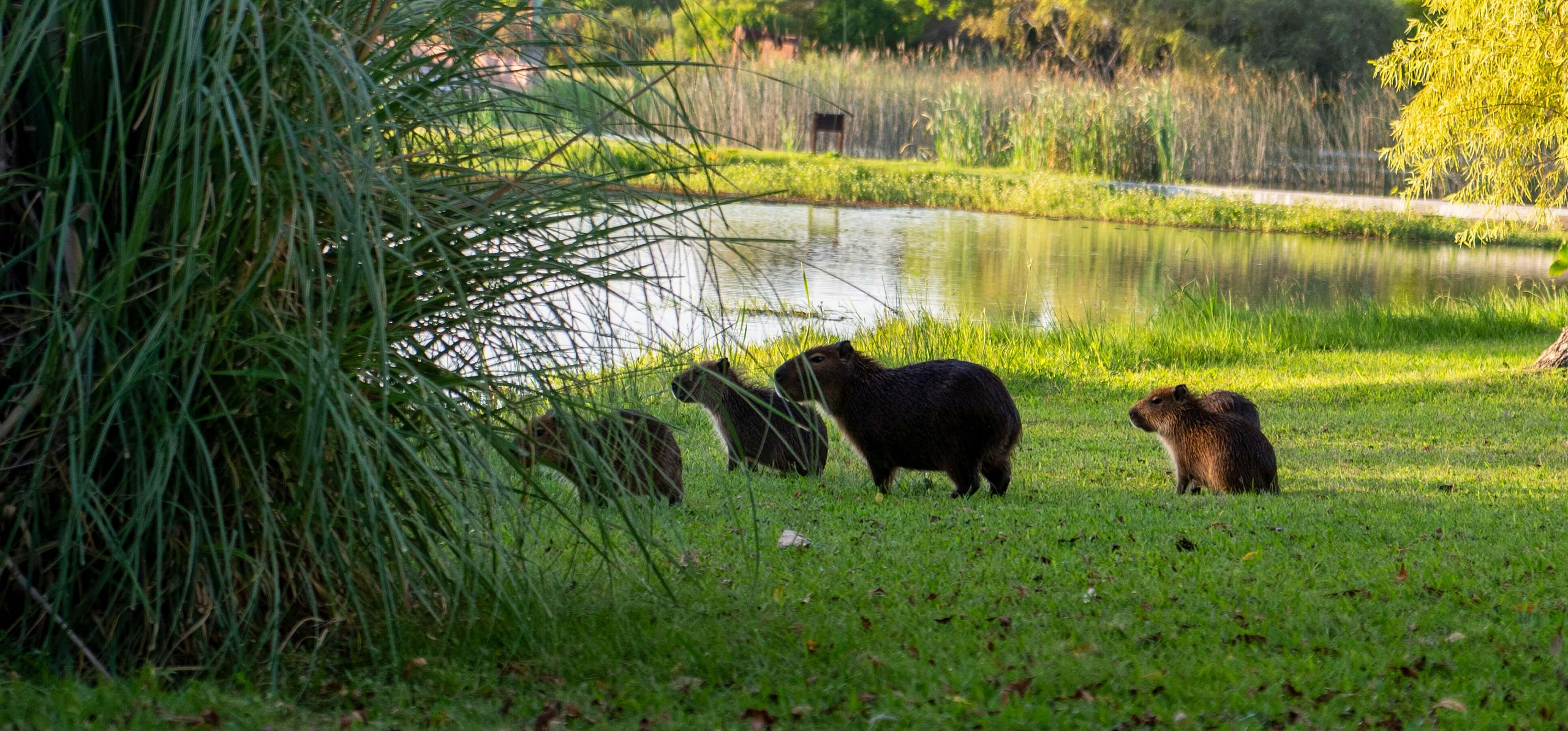 Capivaras em campo verde com lago ao fundo.